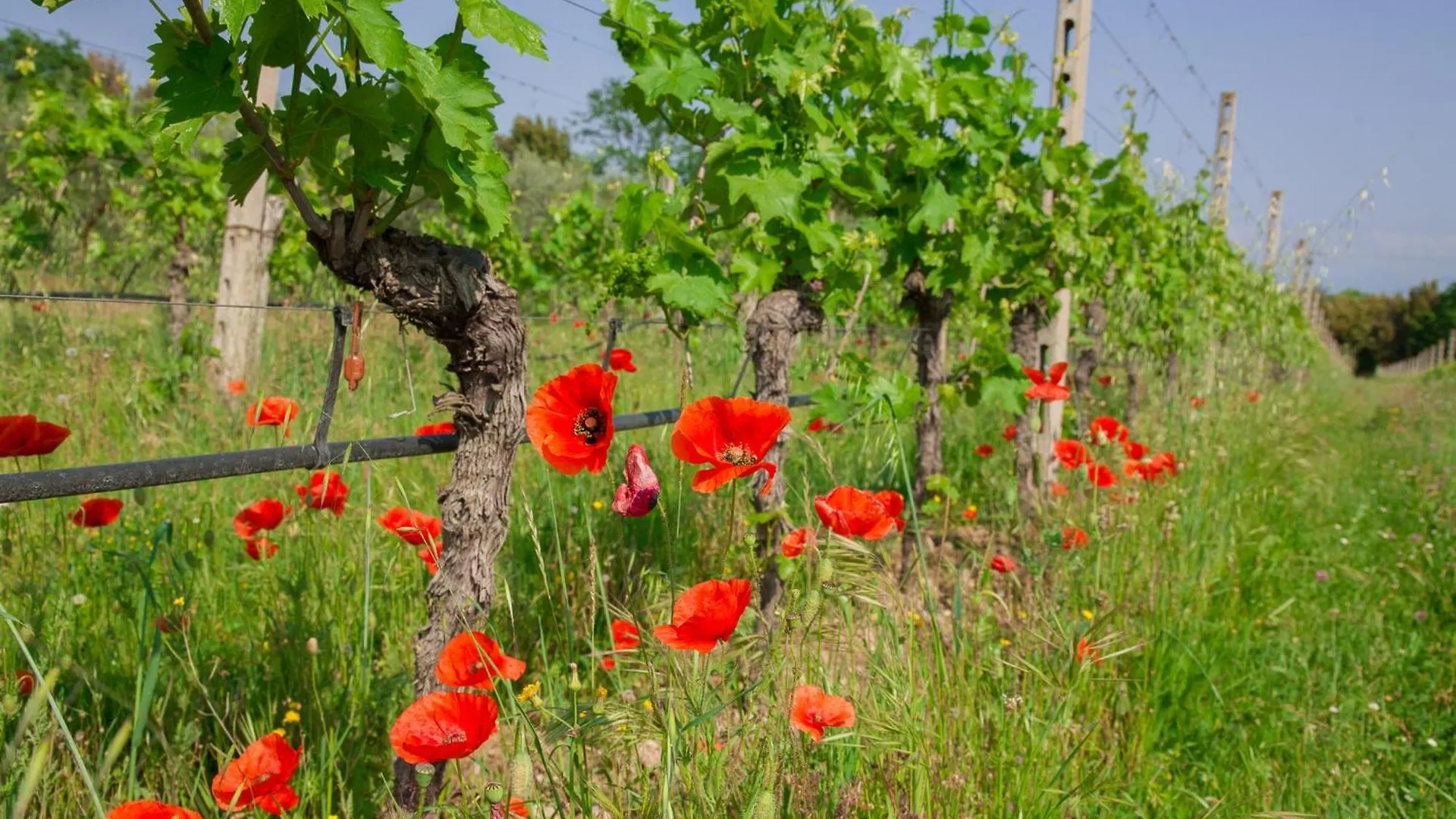 Country house Borgo San Donino Guest House Desenzano del Garda Italy